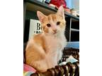 Adopt Nacho a Orange or Red (Mostly) Domestic Shorthair / Mixed cat in