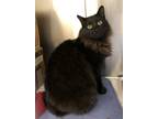 Adopt Kumar a Domestic Mediumhair / Mixed cat in Bracebridge, ON (41557424)