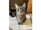 Adopt Jon Snow a Gray or Blue Tabby / Mixed (medium coat) cat in Orlando