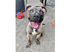 Adopt Elroy a Brown/Chocolate - with White Pit Bull Terrier / Mixed dog in