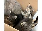 Adopt Topaz a Domestic Mediumhair / Mixed cat in Pocatello, ID (41557413)