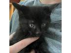 Adopt Onyx a Domestic Shorthair / Mixed cat in Pocatello, ID (41557411)