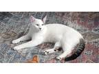 Adopt Cobalt a White (Mostly) American Shorthair / Mixed (medium coat) cat in