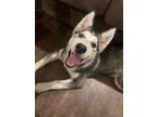 Adopt River a Brown/Chocolate - with White Husky / Mixed dog in Senatobia