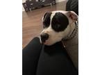 Adopt Bleu a White - with Black American Staffordshire Terrier / Bull Terrier /
