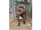 Adopt Calvert a Brindle - with White Pit Bull Terrier / Mixed dog in Chicago