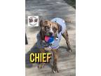 Adopt Chief Orem Cat Friendly Boy a Brindle Pit Bull Terrier dog in Bellingham