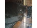 Adopt Vida a All Black Domestic Shorthair (short coat) cat in Cardwell
