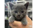 Adopt Laney a Gray or Blue Domestic Shorthair / Mixed (short coat) cat in
