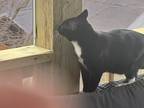 Adopt Stormy a Black & White or Tuxedo Domestic Shorthair / Mixed (short coat)