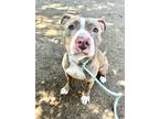 Adopt Van a Brindle - with White Pit Bull Terrier / Mixed dog in Chicago