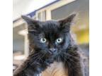 Adopt Licorice a Domestic Longhair / Mixed cat in Golden, CO (41557387)
