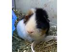 Adopt Kiko a Guinea Pig small animal in Golden, CO (41557385)