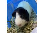 Adopt Oreo a Guinea Pig small animal in Golden, CO (41557384)