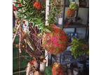 Business For Sale: Florist Boutique In Sophisticated Surrounds