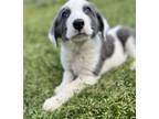Adopt Mermaid a White - with Gray or Silver Great Pyrenees / Mixed dog in