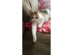 Adopt Ophelia a Calico or Dilute Calico Calico / Mixed (medium coat) cat in