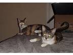 Adopt Baby & Sassy a Calico or Dilute Calico Domestic Shorthair / Mixed (short