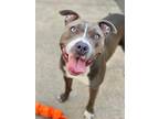 Adopt Whoopi a Gray/Silver/Salt & Pepper - with White Pit Bull Terrier / Mixed