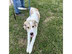 Adopt Winter a White - with Tan, Yellow or Fawn Collie / Mixed dog in Yukon