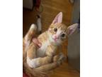 Adopt Orange a Orange or Red American Shorthair / Mixed (short coat) cat in