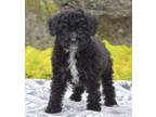 Adopt LICORICE a Black - with White Poodle (Miniature) / Mixed dog in