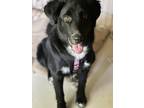 Adopt Erza a Black - with White Great Pyrenees / Retriever (Unknown Type) /