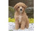 Adopt LUCY a Tan/Yellow/Fawn - with White Poodle (Miniature) / Mixed dog in