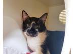 Adopt Simon a Domestic Shorthair / Mixed cat in Oceanside, CA (41557151)