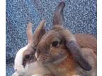Adopt DORIS a Fawn Dutch / Mixed rabbit in Goleta, CA (34238822)