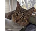 Adopt Felix a Brown Tabby American Shorthair / Mixed (short coat) cat in