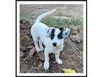 Adopt CLOVER a White - with Black Jack Russell Terrier / Mixed dog in