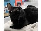 Adopt Milo a Domestic Shorthair / Mixed cat in Escondido, CA (41557150)