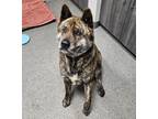 Adopt Braxton a Akita / Mixed dog in Escondido, CA (41557145)