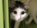 Adopt JALEN a Brown or Chocolate Domestic Mediumhair / Mixed (medium coat) cat