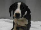 Adopt KIMMIE a Black Pointer / Labrador Retriever / Mixed dog in Tustin
