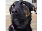 Adopt Harley Quinn a Black - with Tan, Yellow or Fawn Mutt / Mixed dog in