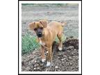 Adopt NUTMEG a Red/Golden/Orange/Chestnut - with Black Jack Russell Terrier /