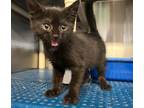 Adopt Scout a All Black Domestic Shorthair (short coat) cat in Sullivan