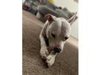 Adopt King a White - with Brown or Chocolate American Pit Bull Terrier / Mixed