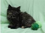 Adopt Freckles - 39693 a Tortoiseshell Domestic Longhair / Mixed (long coat) cat