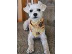 Adopt Sassy a Bichon Frise / Mixed dog in Vallejo, CA (41557051)