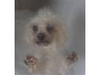 Adopt Rosie a White Poodle (Miniature) / Mixed dog in oakland park