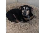 Adopt Candy a Black - with Tan, Yellow or Fawn Miniature Pinscher / Dachshund /