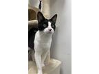 Adopt Prince of Dunkin' a Black & White or Tuxedo Domestic Shorthair / Mixed