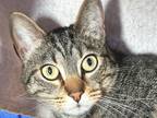 Adopt Hazel a Domestic Shorthair / Mixed cat in Sherwood, OR (41557046)