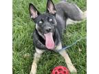 Adopt Chica a Black - with Tan, Yellow or Fawn Siberian Husky / Mixed dog in