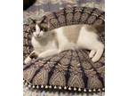 Adopt Joey a Cream or Ivory (Mostly) Snowshoe / Mixed (short coat) cat in San