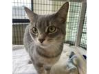 Adopt Star a Gray, Blue or Silver Tabby Domestic Shorthair / Mixed (short coat)