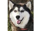 Adopt Miss Magoo* a Siberian Husky / Mixed dog in Pomona, CA (41557065)